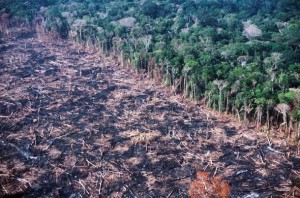 Saving the Colombian Amazon: Deforestation and the Territorial Rights ...