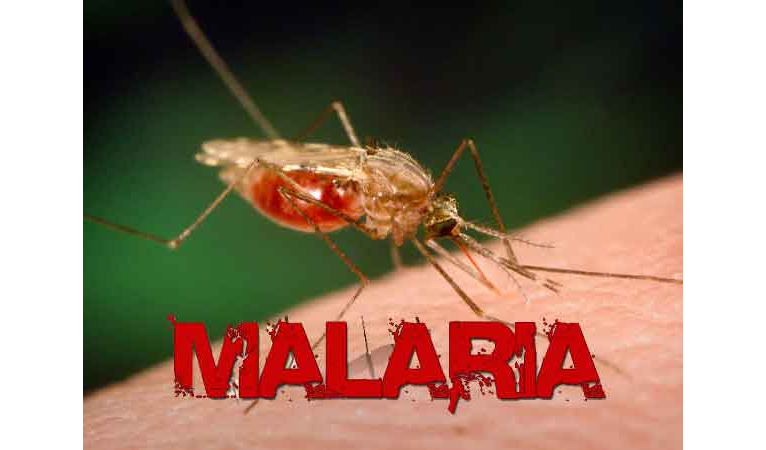 Breakthrough: Nigerian Scientists to End Malaria - Global ...