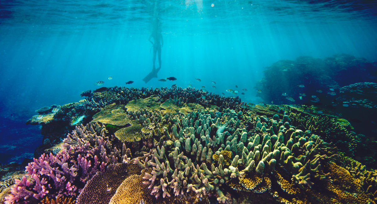 Environmental Issues Of Great Barrier Reef