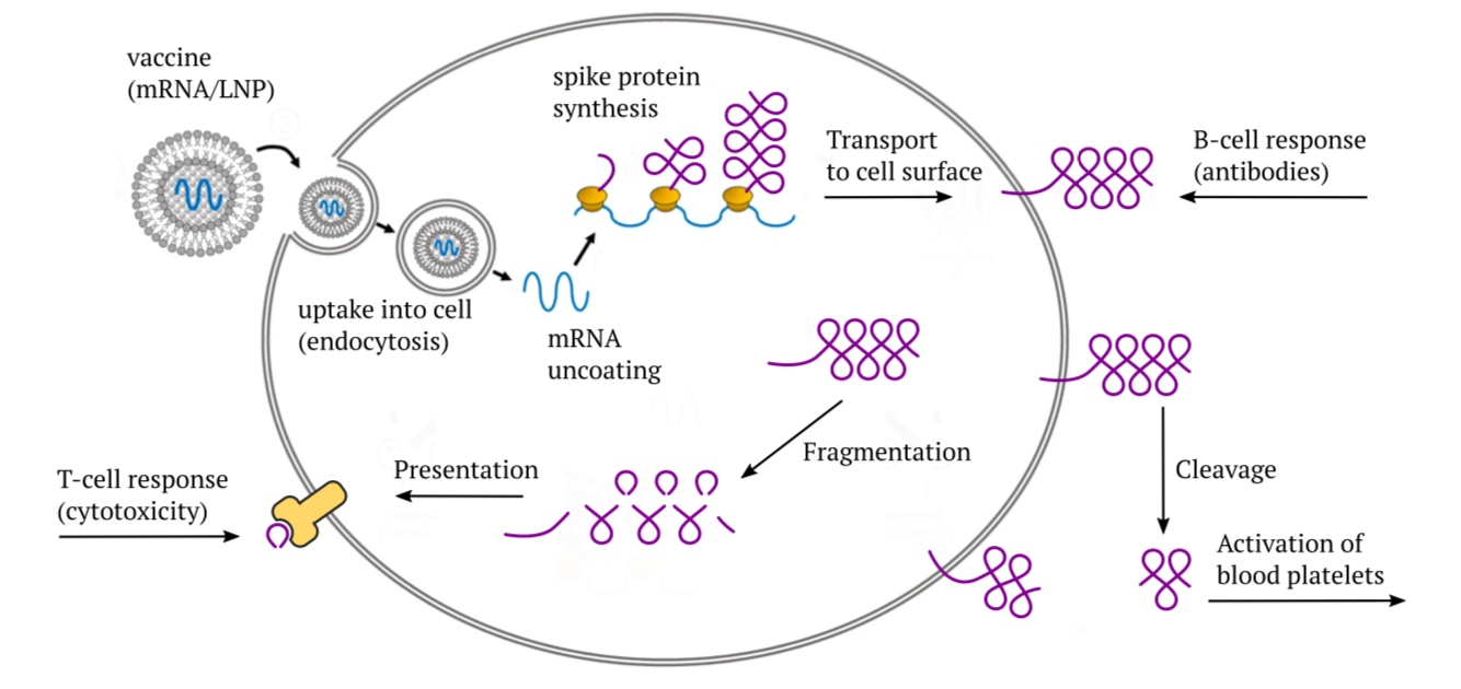 Вакцины на основе мрнк. МРНК вакцина. Covid-19 vaccine MRNA. Два типа вакцины МРНК. Изобретение вакцин на основе матричных РНК..