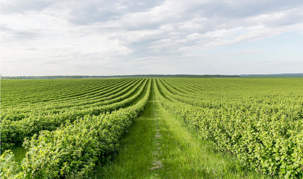 Reducing Nitrogen Output Destroys Farms: Ireland Joins Canada and the Netherlands in Contributing to World Famine - Global Research