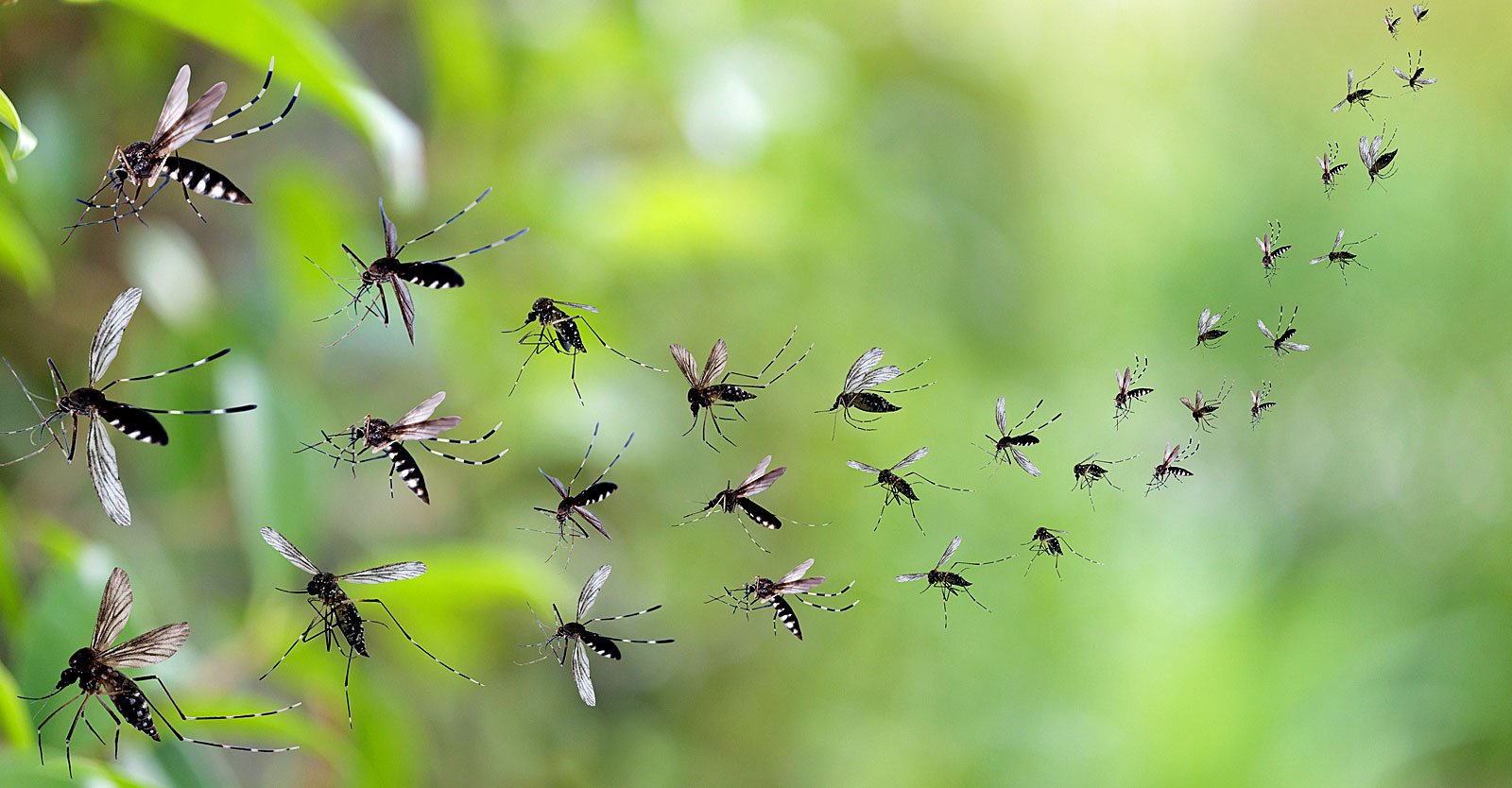 Maui ‘Ground Zero’ for Release of Billions of Biopesticide Lab-Altered ...