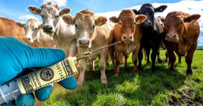 Cattle Vaccine