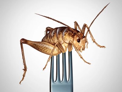 Edible Cricket